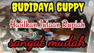 BUDIDAYA GUPPY | HASILKAN JUTAAN
#guppy tank