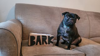 Den of DBZALLSTAR: BarkBox July 2023 Theme Reveal and Unboxing (Starring Monty Carlos)