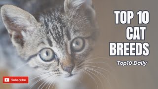 Top 10 Most Purr-fect Cat Breeds in the World!!