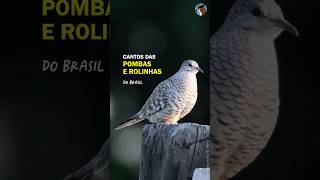 Cantos das POMBAS, ROLINHAS, JURITIS e outros columbídeos do Brasil