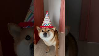 Happy Birthday 🎂 Shiba Inu. 3 years 🎂🧁🍬