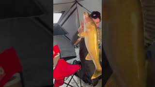 Jumbo Walleye, Light Rod #icefishing #fishingforwalleye