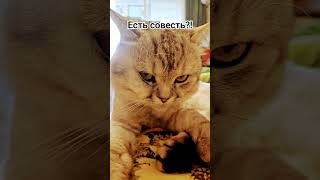 Есть ли совесть #shortvideo #рекомендации #смех