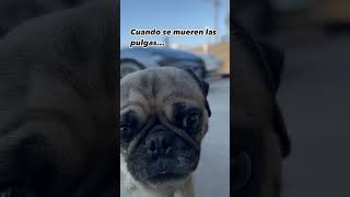 Cuando se mueren las pulgas en Pug   #pugspugspugs #mascotasfelices #humor #foryou #mascotas #fyp