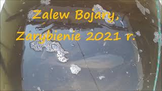 Zalew Bojary - Zarybienie 2021 r.