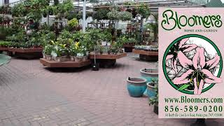 Your Next Houseplant is Waiting for your in the Greenhouse at Bloomers Home & Garden Center