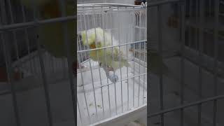 Female laswing Golden Good Size #budgies #breeding #hagoromo