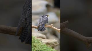 Peregrine Falcon landing #subscribe #birds #birdsofprey #shorts #sony #sonyalpha #bird #falcon #like