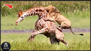 35 WILDEST Animal Fights Caught On Camera !!