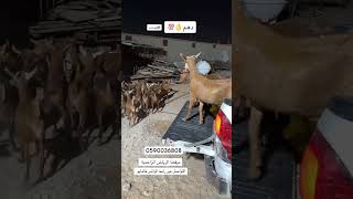 دهم جنوبيات المزاحمية #explore #اكسبلور #goat #animals #foryou