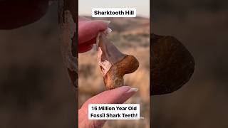 SHARK!! Hunting for 15 MILLION year old shark teeth!!