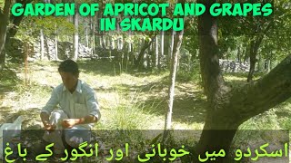 Garden of apricot and grapes in skardu #skardu #gilgit #pakistan