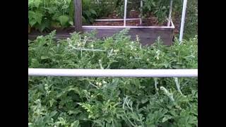 Pittman's Pumpkin Patch Garden Patch 2016 part 5