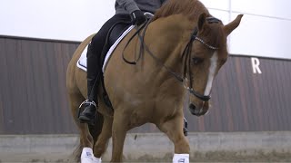 Ponydressur - styr på grundformen / Pony dressage - the posture of the pony