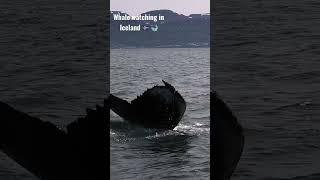 Visiting the gentle giants of the ICELANDIC oceans! Whale watching in Husavik, Iceland 🇮🇸