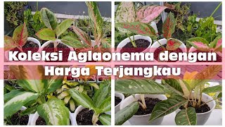 [ENG SUB] Pilihan Aglonema Cantik Harga Terjangkau | Affordable Price Aglaonema