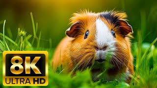 Лучшее из животных в Dolby Vision ™ 8K HDR - с природой звучит красотно динамично