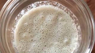 Sourdough Starter