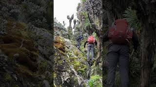 Rwenzori Mountains National park Uganda- 7 days hiking mountains of the moon in Uganda- Stanely