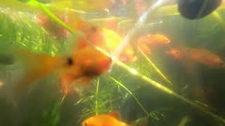 puntius conchonius ( rosy barb ) feeding spring 2020