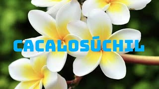 Cuidados de Cacalosúchil o flor de mayo| Un abril nativo de México 🌸 #plantas #jardin #flordemayo