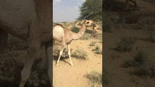 Cute camel Baby