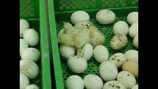 kuluçka makine civciv çıkımı, civciv çıkımı başaldı, civciv çıkıyor, chicks come out, #incubation