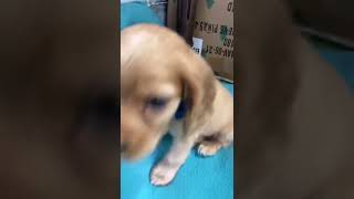 Coloque esse áudio para seu cachorro e veja a reação dele 😄 #shorts