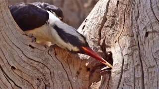 Von der Decken's Hornbill