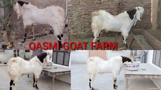 Sojat big andul. Ful quality. Breeding setap pipar