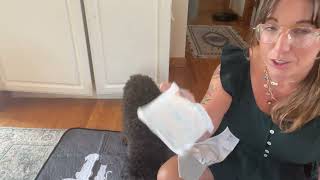 Dog Diaper Liners Review - Ultimate Absorption & Comfort