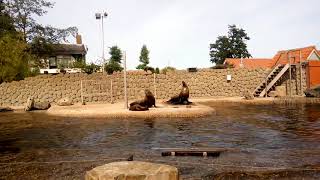 Mорські котикі №2 у Dolfinarium в місті 3841AB Harderwijk в Nedrland