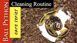 How to set up a Ball Python Cleaning Routine 2020!