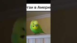 #мем