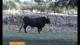 TOROS Y A LO LOCO 2010 1ª PARTE/CANAL NORTE TV AVILA/TOROS Y A LO LOCO