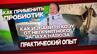 КАК ИЗБАВИТЬ КОЗУ ОТ НЕПРИЯТНОГО ЗАПАХА НАВОЗА. КАК ПРИМЕНИТЬ ПРОБИОТИК.