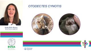 Monstrous Mites – Parasite Webinar Series - Sally Edis-Bates MRCVS