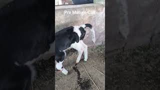 #viral #animals #trending #cow #breeding #shortvideo #ytshorts #animallover #phddairywala