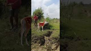 Cheetah 🐆 Attack Deer #youtubeshorts #wildlife #animals 😱