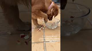 Golden Retriever Takes Out Diced Apples From Bowl Filled With Water -  1534361