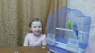 Играем с волнистыми попугаями Play with parrots