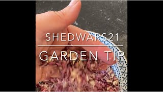 SHEDWARS21: Garlic Seed Garden Tip | How to grow