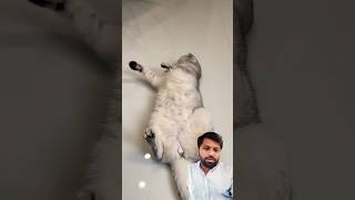 Funny cat acting 🤣 #cat #pets #funny #catlover #funnycats #shorts #short #shortfeed #viralshorts