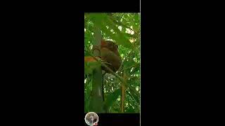 Tarsier male look like in real  live /tarsier bohol Philippines