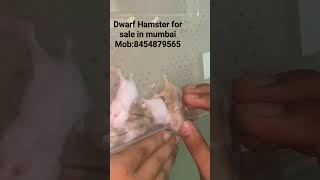 dwarf hamster in mumbai for sale | #hamsterbabies #forsale #pets #mumbai