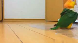 Parrot Parade | Comedy Shorts | Comedy Animals | Comedy Pets | Funny Videos  #Shorts