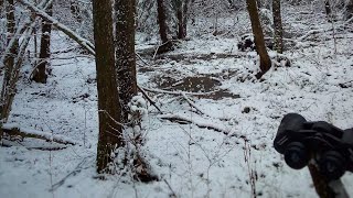 Wyprawa na zrzuty łosi - fajny dzień w łosiowych rewirach