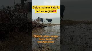 Şiddetli yağmur yağarken kampı keçiler bastı# gökçetepe #keşfetbeniöneçıkar #eğlence #gece #balık