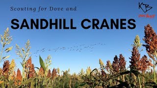 Scouting for Dove and Sandhill Cranes