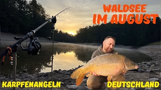 Karpfenangeln am Waldsee im August 2024 / Carpfishing Germany 2024 / Baden-Württemberg / #karpfen